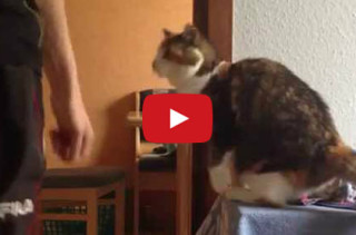 Cat Greets Her Human In A Unique Way