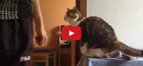 Cat Greets Her Human In A Unique Way