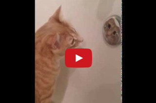 Cat Is Obsessed With Looking At Himself In Mirror