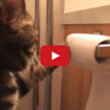 Robot-Controlled Toilet Paper Holder