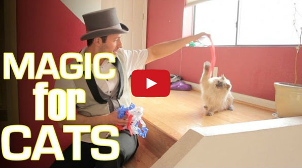Cats Reacting To Magic > Dogs Reacting To Magic
