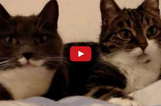 Cats Carry On A Conversation With Each Other