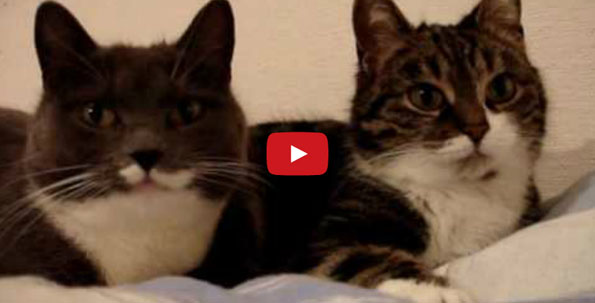 Cats Carry On A Conversation With Each Other