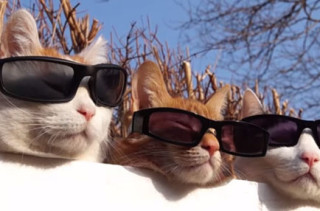 Cats Wearing Sunglasses Is The Only Video That Matters