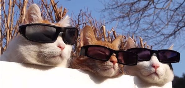 Cats Wearing Sunglasses Is The Only Video That Matters