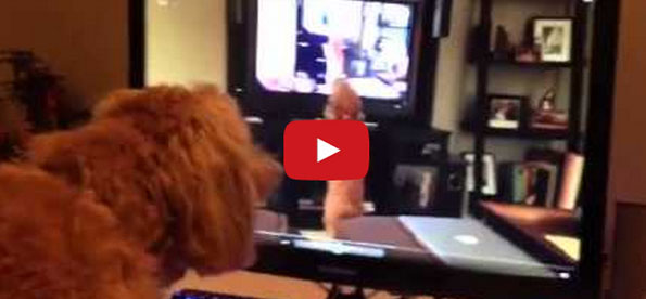 Dog Barking At A Video Of Herself Barking At A Video Of Herself... dog-barking-at-video-barking-at-video