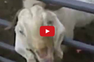 Goats Screaming The Game Of Thrones Theme