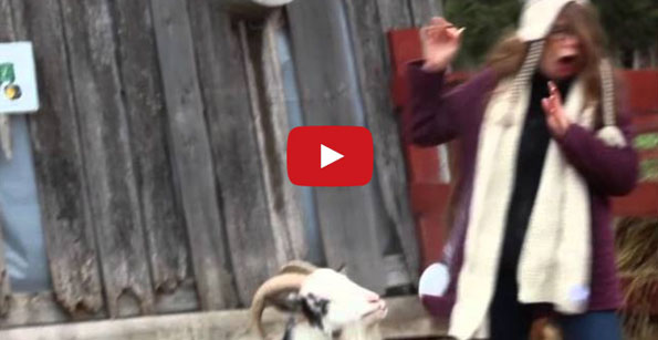 Goat Sneezes, Scares The Bejesus Out Of Hipster Girl