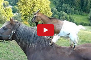 This Goats On Horses Compilation Is Ridiculous