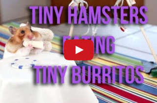 TINY HAMSTERS EATING TINY BURRITOS!!