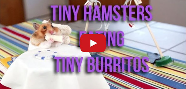TINY HAMSTERS EATING TINY BURRITOS!!