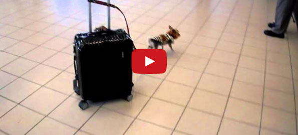 Tiny Dog Pulls Big Suitcase Through Airport