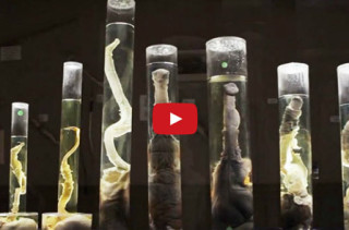The World’s Only Penis Museum
