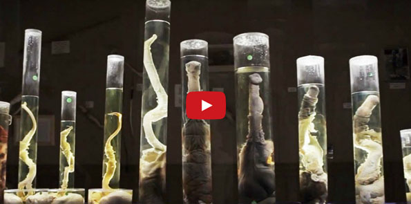 The World’s Only Penis Museum