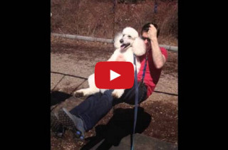 This Standard Poodle On A Swing Will Make You :D