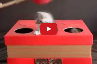 Kitten Whac-A-Mole Isn’t As Morbid As It Sounds