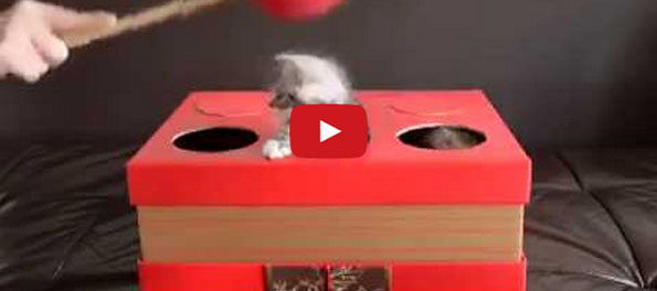 Kitten Whac-A-Mole Isn’t As Morbid As It Sounds