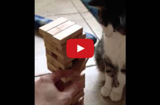 Jenga: Fun For The Whole Family, Including Kitty!