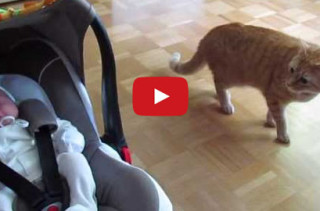 Cat Meeting New Baby Will Tug Your Heartstrings