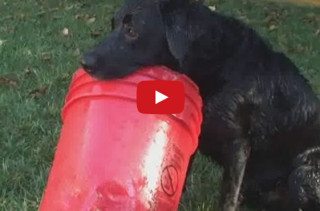 LOLWUT? Dog’s Best Friend Is A Bottomless Bucket