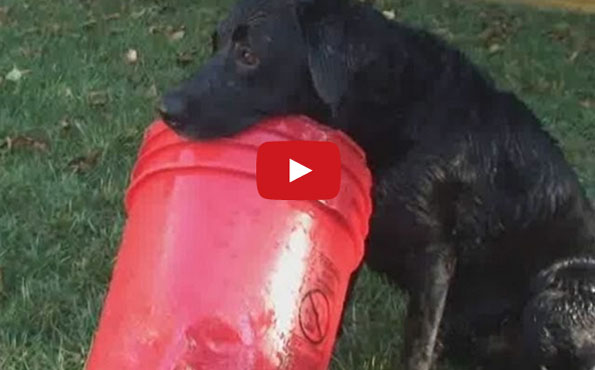 LOLWUT? Dog’s Best Friend Is A Bottomless Bucket