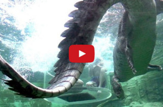 Terrifyingly Cool: Crocodiles Jumping In Slo-Mo