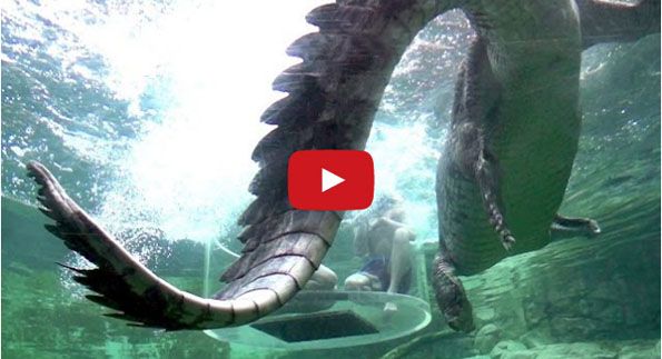 Terrifyingly Cool: Crocodiles Jumping In Slo-Mo