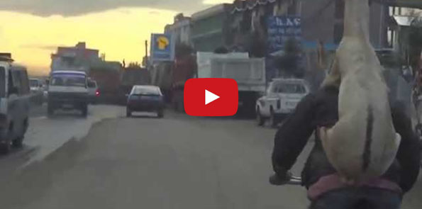 LOLWUT? A Goat Riding A Man Riding A Bicycle