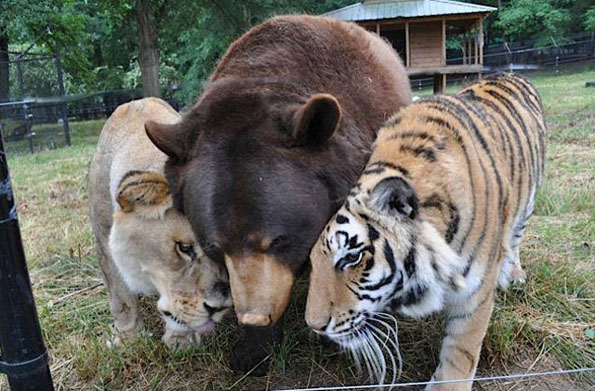 Oh My!: Lion, Tiger, & Bear Are Real Life Besties lion-tiger-and-bear-bffs-1
