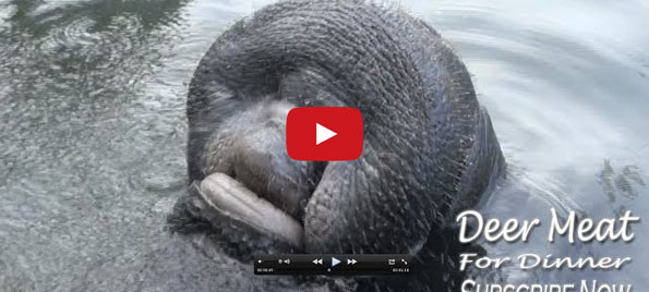 A Manatee Drinking Water WTF Did I just Watch