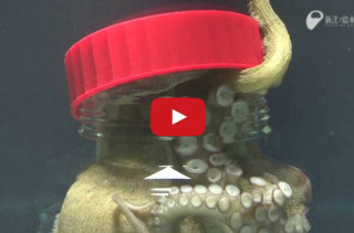 Octopus Opens Up A Jar From The Inside