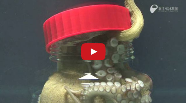 Octopus Opens Up A Jar From The Inside
