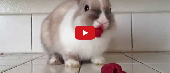 Bunny Eats Raspberries, Wears Lipstick, Looks Good