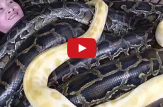 Hell To The No!: Zoo Offers Massages By 4 Snakes
