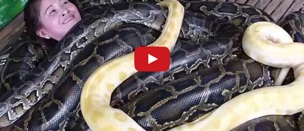 Hell To The No!: Zoo Offers Massages By 4 Snakes