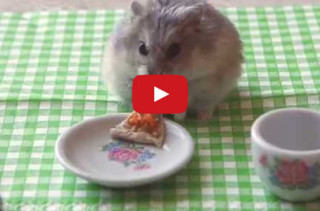 TINY HAMSTER EATING TINY PIZZA!!