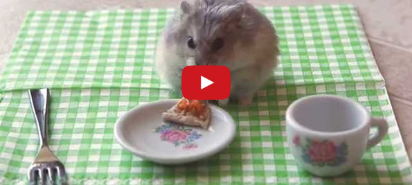 Tiny Hamster Goes To Disney World & Of Course It's Adorable! tiny-hamster-eating-pizza-video-1