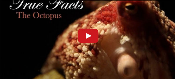 Hilarious, Not Completely Factual Video About Octopi