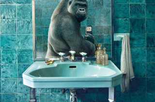 Sorry, But Clearly Animals Selfies > Your Selfies
