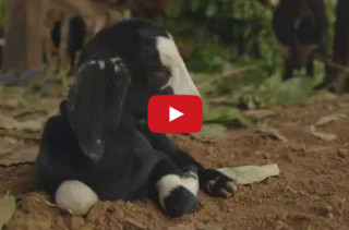 What Happens When A Fly Flies Up Baby Goat’s Nose…