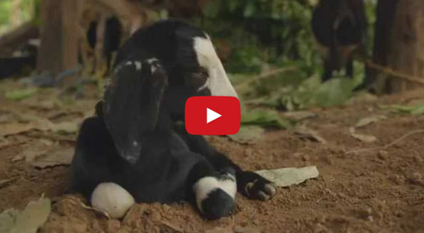 What Happens When A Fly Flies Up Baby Goat’s Nose…