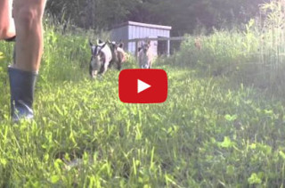 Call An Ambulance! 44 Baby Goat Stampede Is Painfully Cute