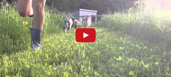 Call An Ambulance! 44 Baby Goat Stampede Is Painfully Cute