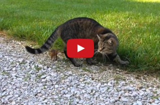 Cat Tries To Make Chipmunk Dinner, The Little Guy Fights Back!