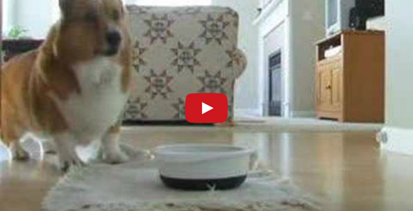 Corgi Does A Little Food Dance At Meal Time, It’s Insanely Cute
