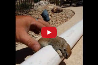Man Miraculously Saves Squirrel By Performing CPR