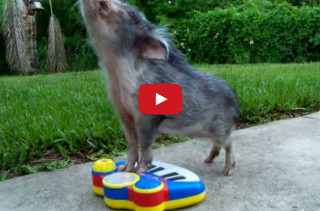 Insanely Cute Pig Plays A Toy Piano, Now I Am Dead