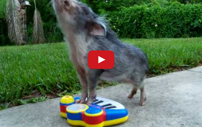 cute-pig-sing-1