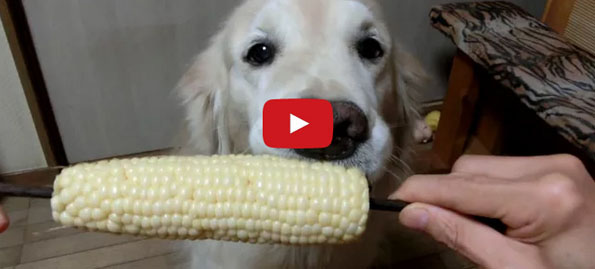 Too Cute! This Dog LOVES Eating Fruits & Veggies