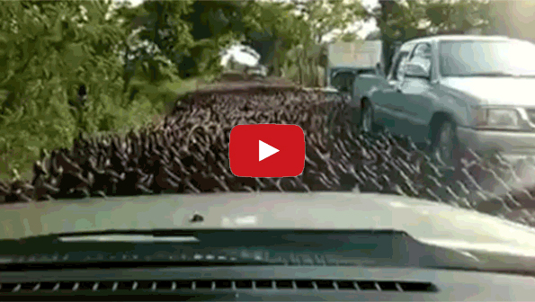 Is A Duck Stampede A Sign Of The Apocalypse?